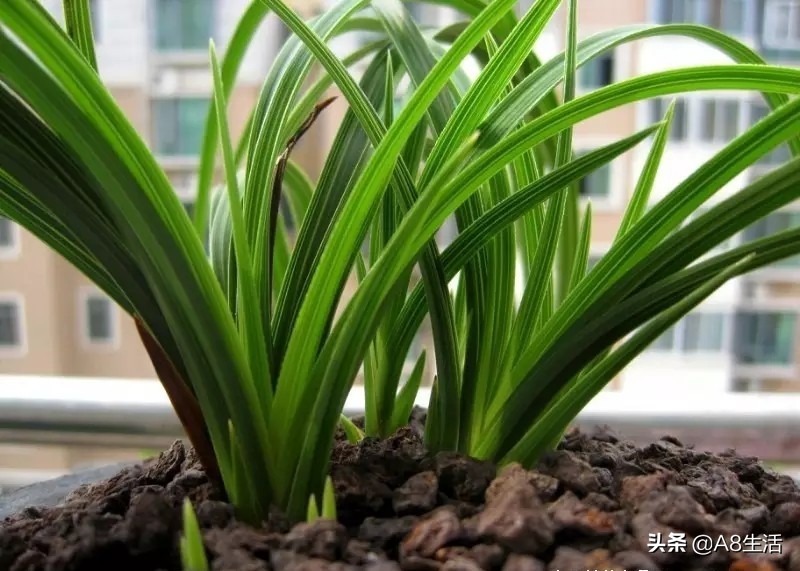 每日一品兰花图片大全,每日一品兰花价格