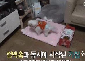 狗狗总是喘上不来气,狗狗总是咳嗽却查不出病因