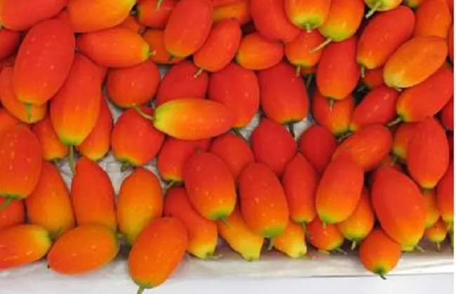 目前种植什么果树最好又赚钱,现在种植什么果树最好最赚钱