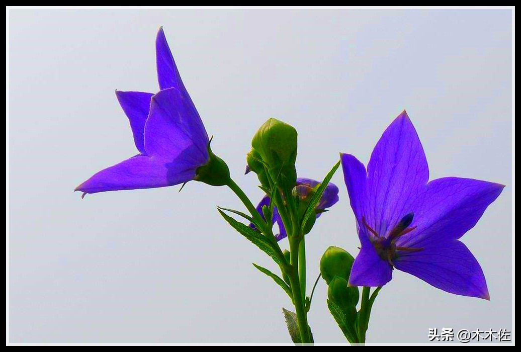 唯美桔梗花,草莓味的桔梗花