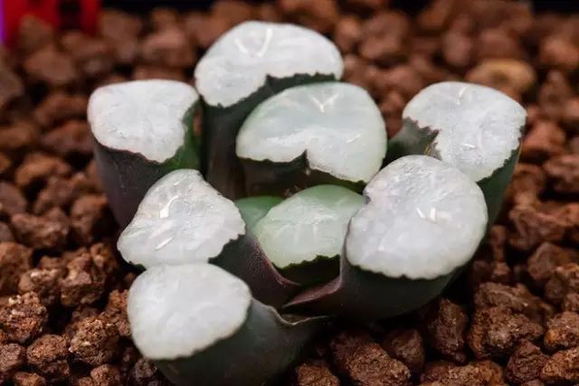 水晶的多肉植物有哪些品种,像水晶的多肉植物图片