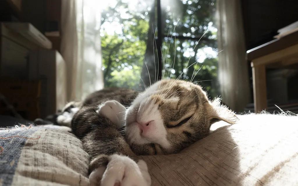 宠爱有家原创,宠爱有家小说