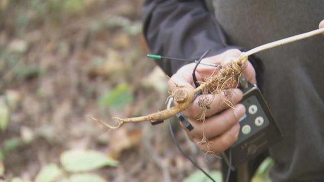 抚松县原始森林,吉林抚松森林