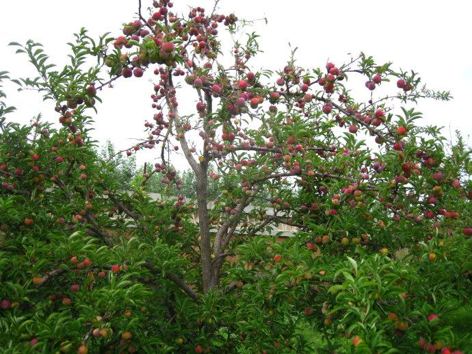 李子苗最新嫁接方法,一年嫁接的李子苗怎样定杆