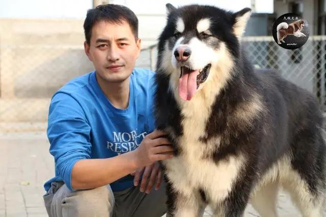 怎么挑长毛阿拉斯加,长毛阿拉斯加