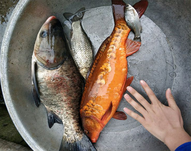 钓到红鲤鱼是放生还是养,钓鱼钓到红鲤鱼要不要放生