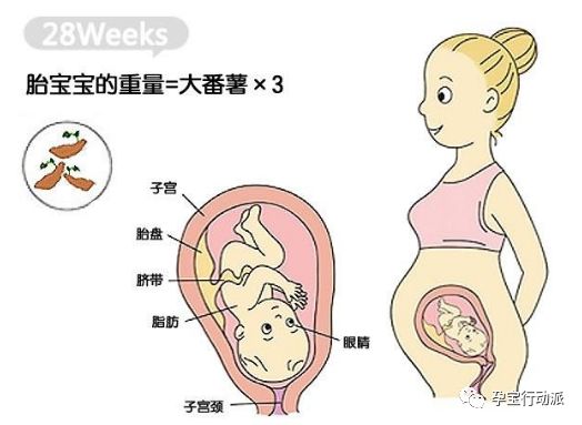 孕期日记第27周,孕期日记第21周