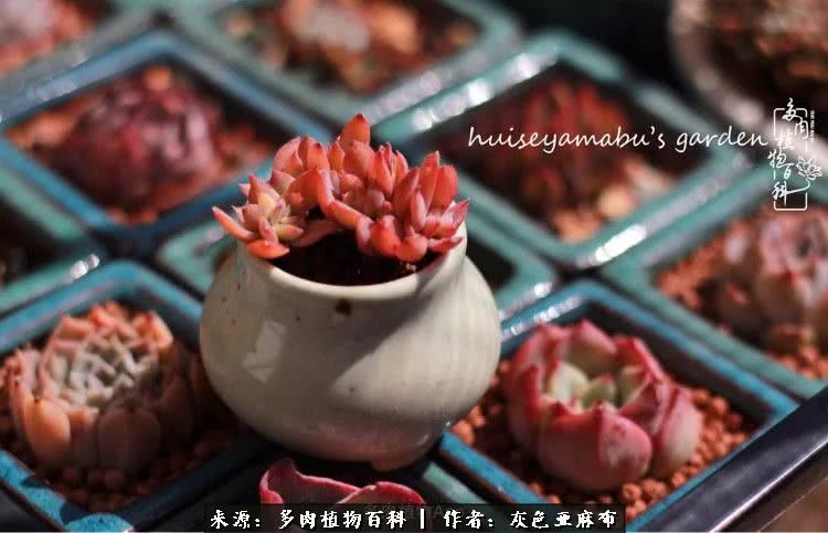 许我向你看,许我向你看演唱