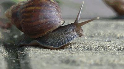 不能碰不能养不能吃的蜗牛,大蜗牛有毒千万不要碰