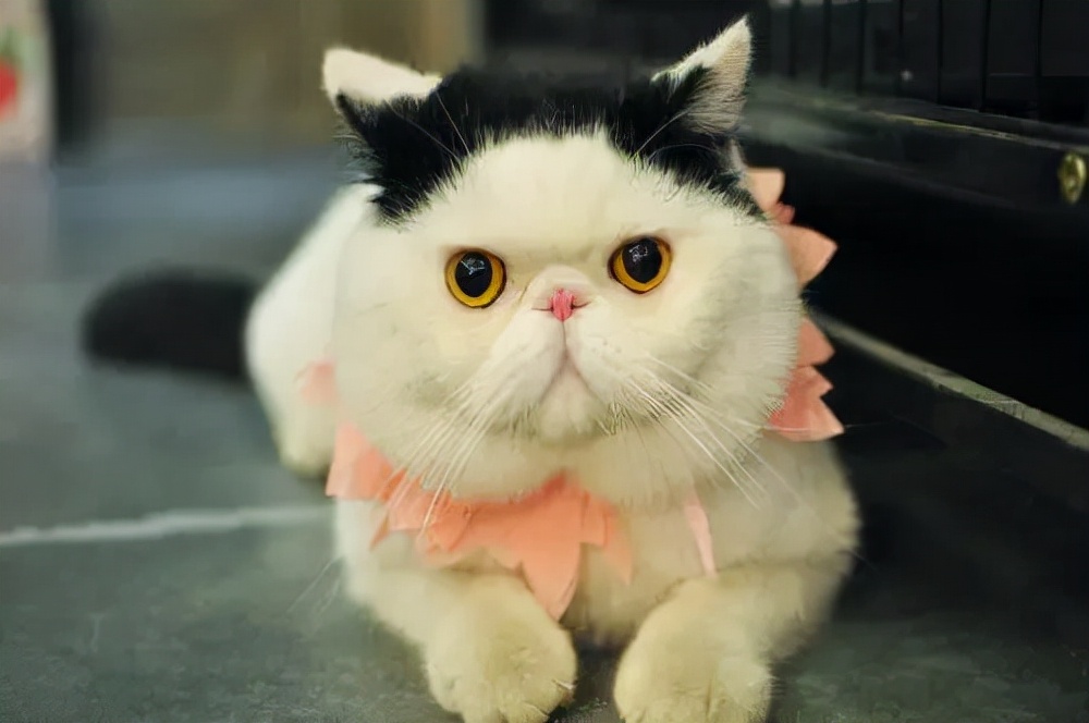 常见的猫咪品种,猫咪常见品种