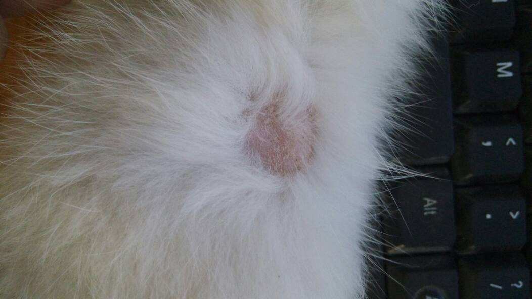 人得了猫癣怎么防止它越长越多 (猫病猫藓)