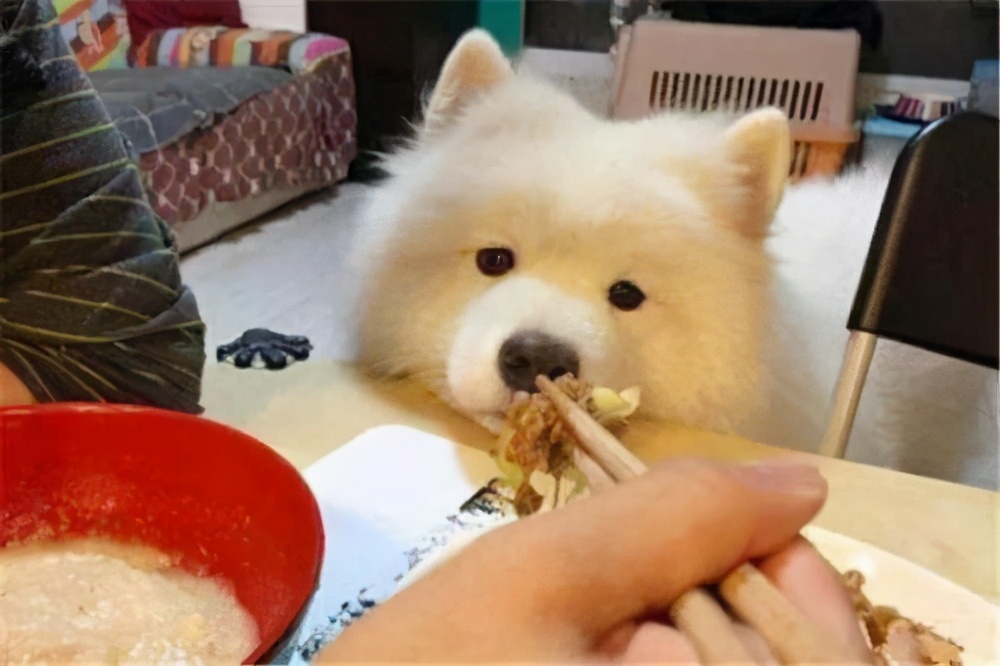 狗狗总是抖是什么意思,狗狗不停打喷嚏是什么原因