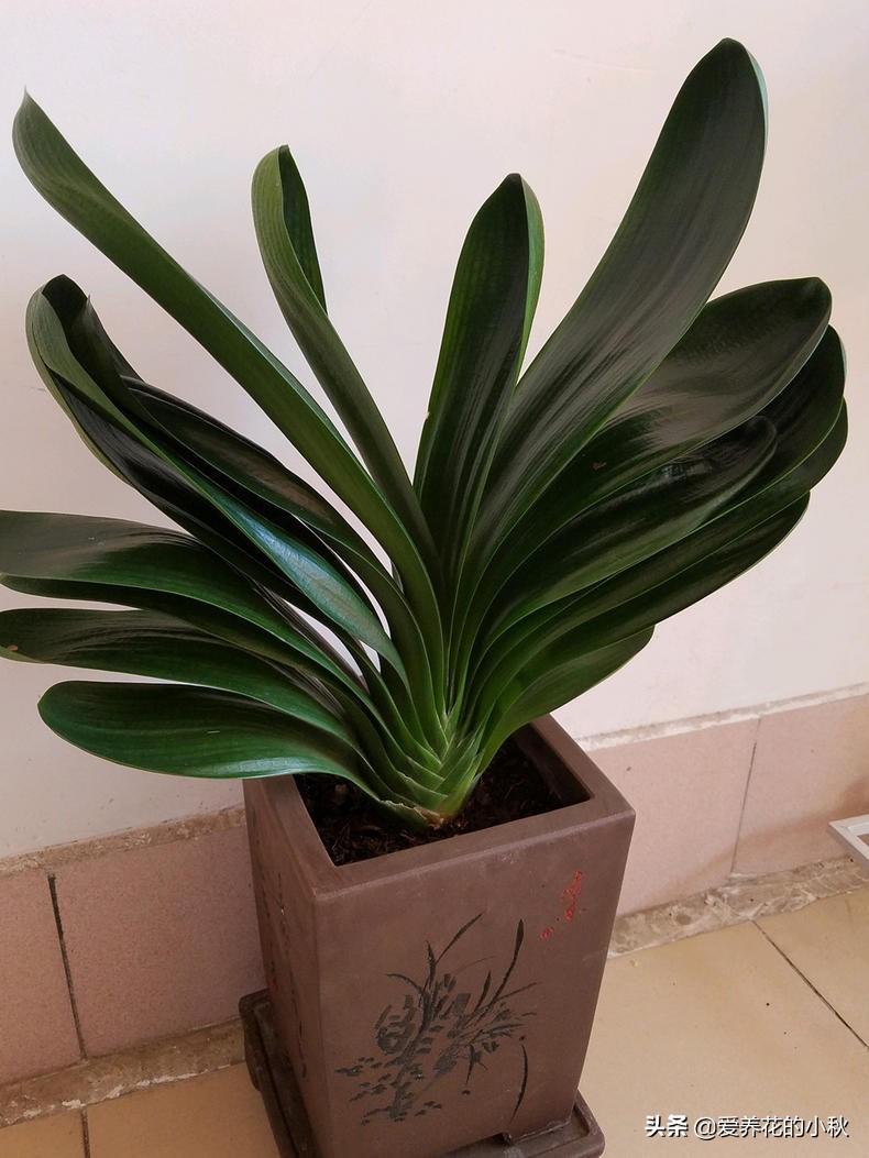 君子兰怎么养才能上箭,君子兰怎么养才不冒花箭