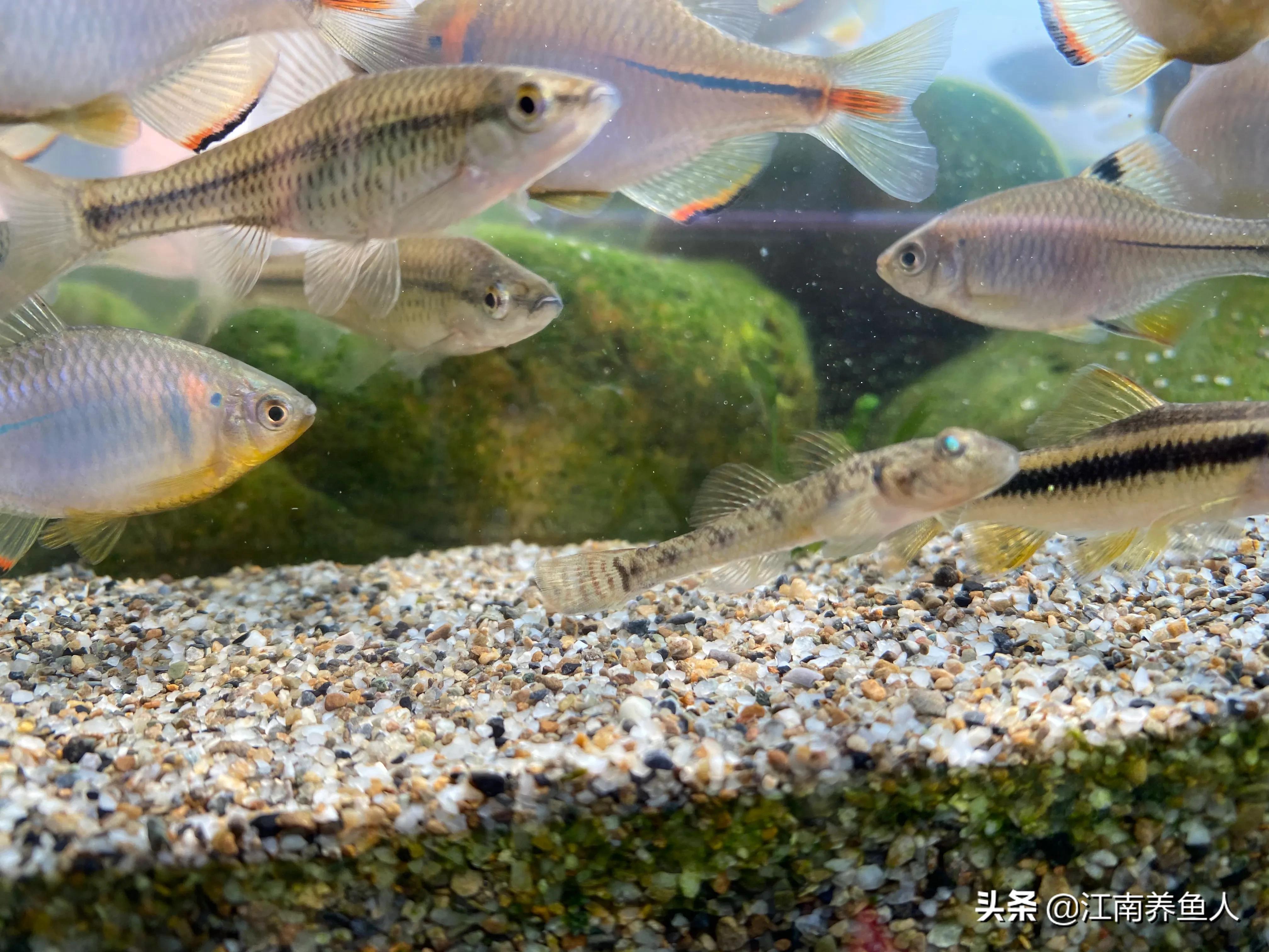 如何让鱼缸里藻类变成绿藻,鱼缸长绿藻哪种生物清理好