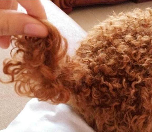 纯种泰迪犬性格及介绍,纯种泰迪犬串串