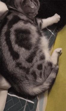 怎么照顾生完小猫的妈妈,怎么照顾刚生产的猫妈妈和小猫咪