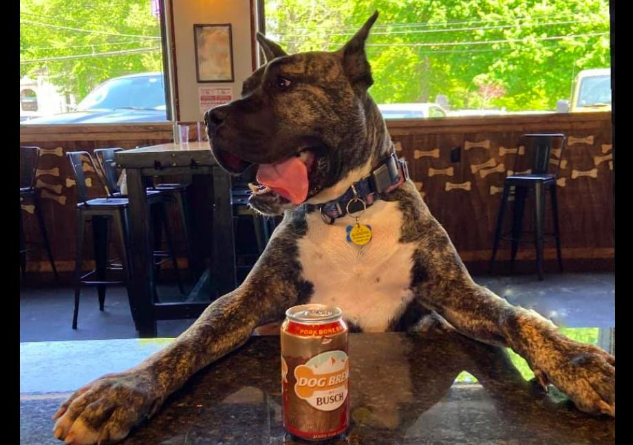 骨瘦如柴的狗狗运气爆棚，接连遇到3位贵人，过上人人羡慕的生活