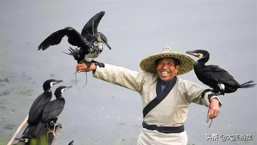 浍沟镇鸬鹚文化节,灵璧鸬鹚捕鱼节