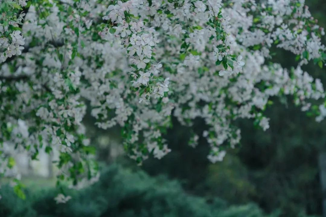 描写山茶梅花的诗句,描写茶梅花的诗句