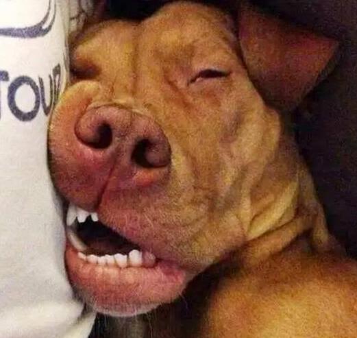 泰迪狗狗晚上不睡觉一直叫怎么办,狗狗晚上不睡觉满屋遛是什么原因