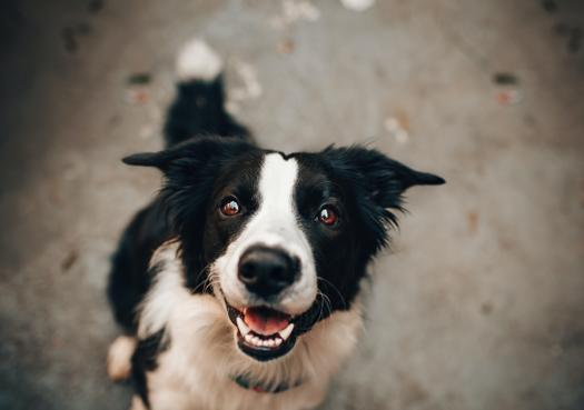 「护理」狗子来了大姨妈怎么办？