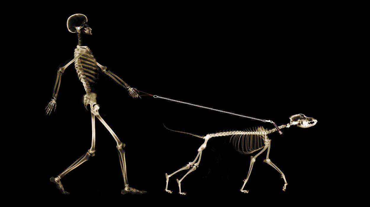 12个动物器官系统