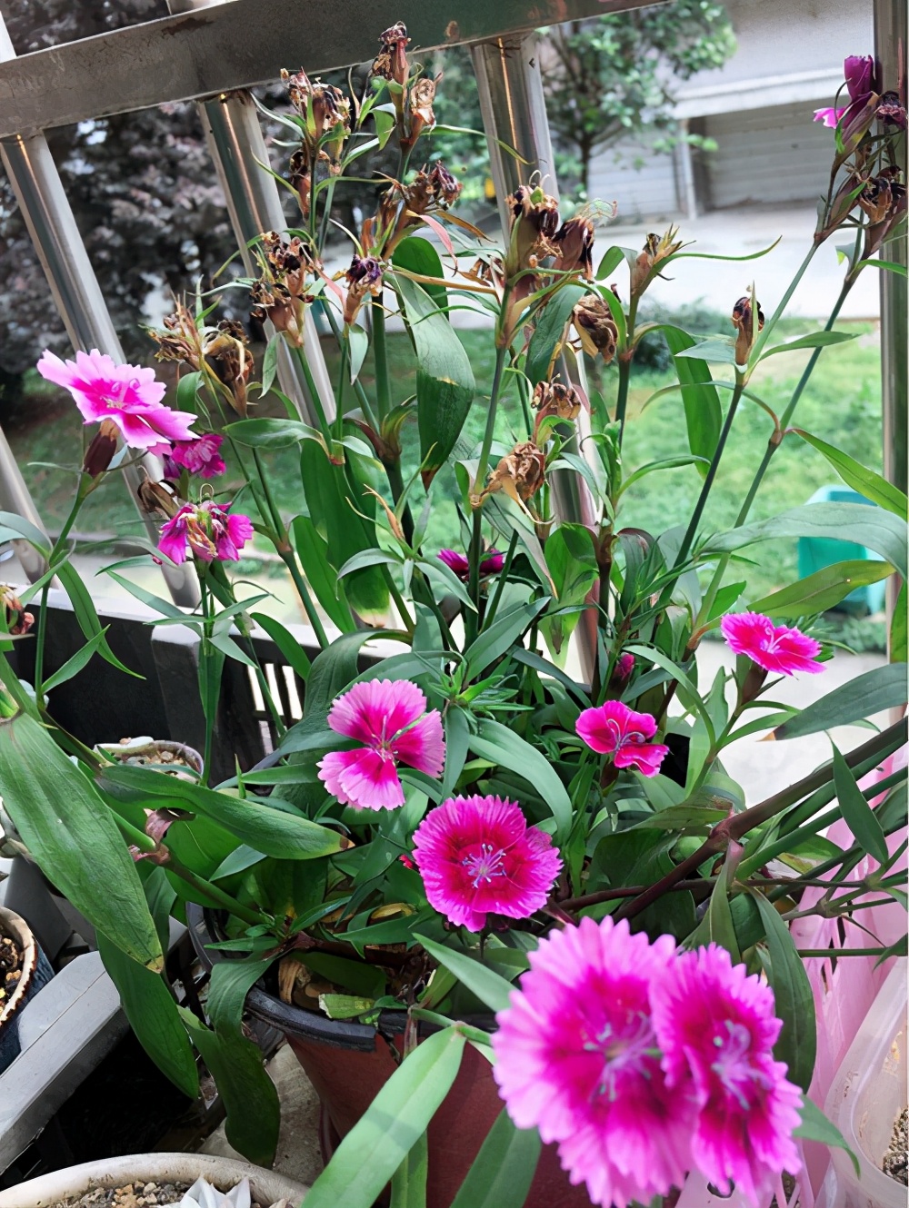 花盆有潮虫的土还可以用吗,花盆杀潮虫的最佳方法