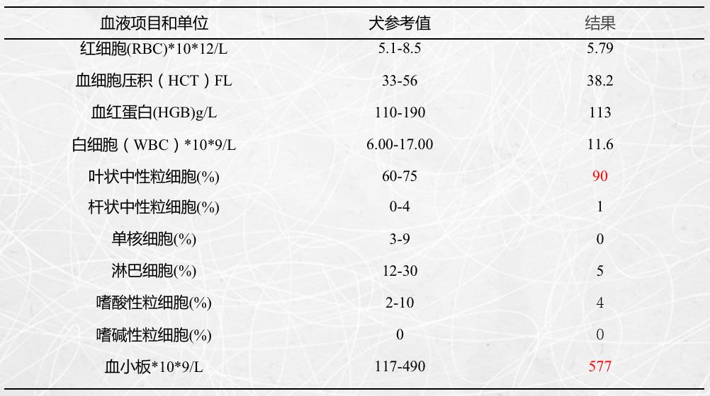 狗狗喜欢追逐移动的东西,狗狗前十字韧带撕裂