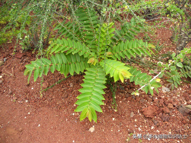 奇异油柑块根,奇异油柑原产地是哪里