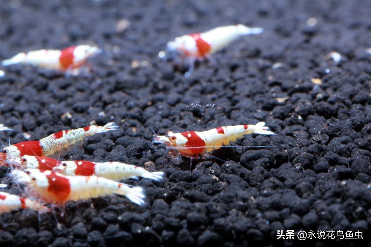 观赏鱼常见鱼病治疗方法