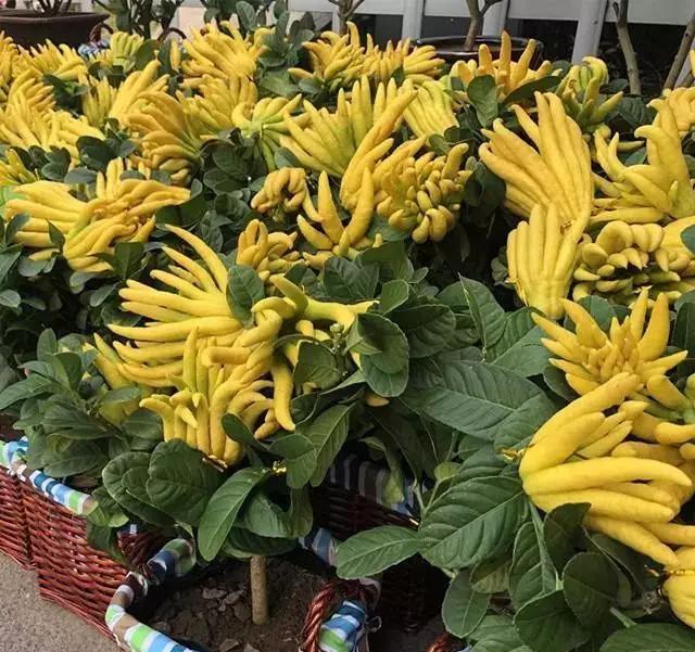 家里养佛手可以吃吗,佛手养一棵能结果吗