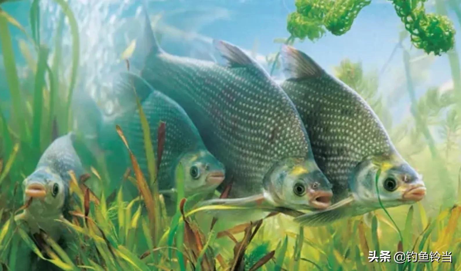 武昌鱼什么季节最好吃,武昌鱼适合怎么吃