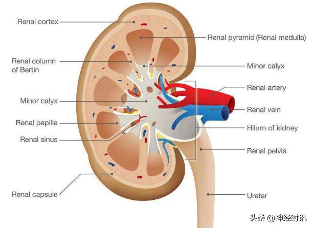 肾脏输尿管膀胱前列腺结构,肾输尿管膀胱解剖示意图