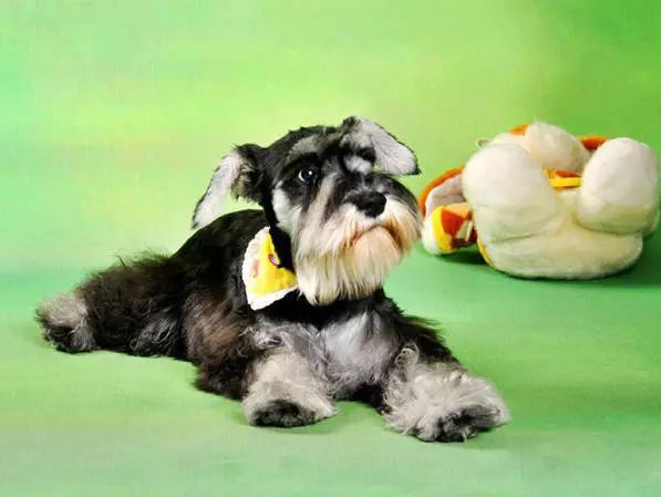 72种名犬分类介绍及图片,72种名犬及图片