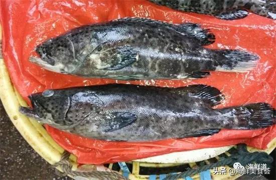 102种海鲜,营养丰富的海鲜有哪些品种