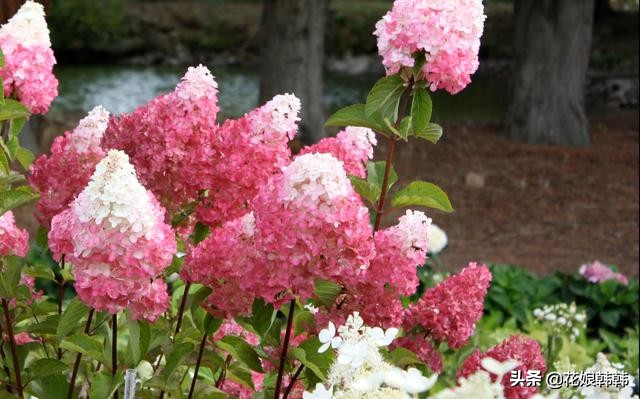 圆锥绣球花后修剪和冬季修剪,绣球无尽夏修剪没有芽点怎么修剪