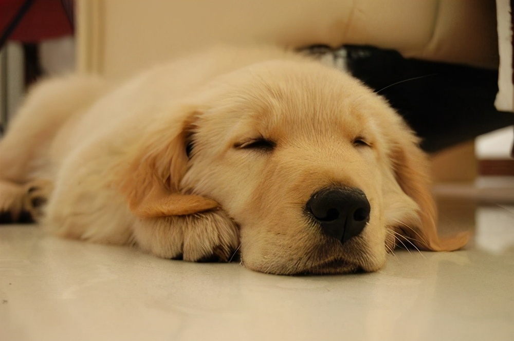 狗狗便便处理方法,狗狗便便太臭了怎么办