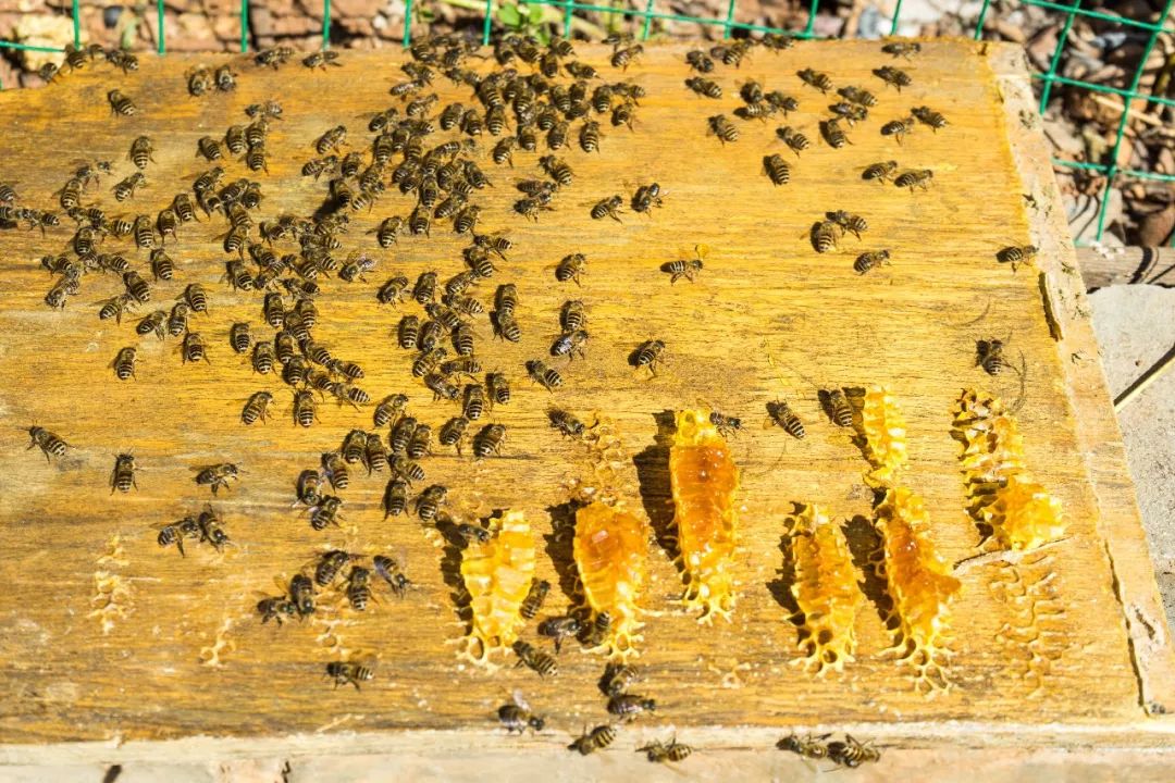 土蜂蜜的取蜜全过程,土蜂蜜取蜜全过程记录