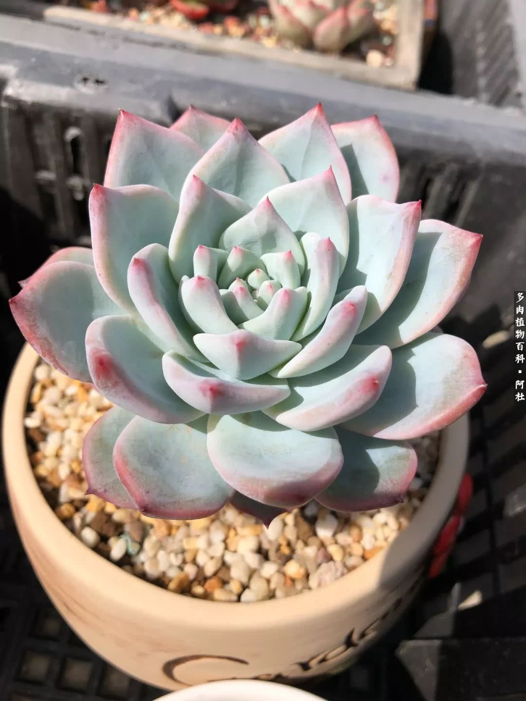 多肉有毒没毒,多肉有毒有毒