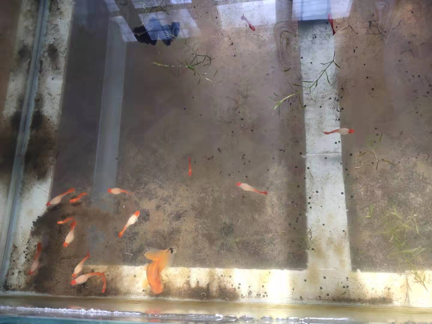 刚孵化出来的金鱼苗多久能喂食,刚出生的金鱼怎么喂小鱼虫