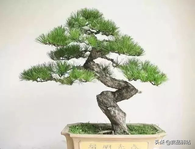 黑松盆景寓意 (黑松盆景风水)