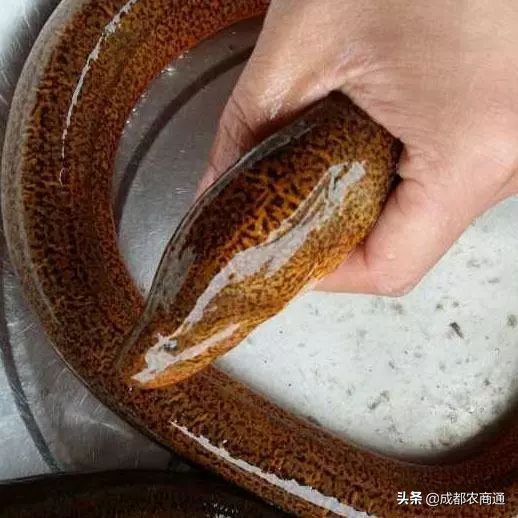 网箱养殖黄鳝最新全套技术,黄鳝大棚鳝巢高密度养殖技术