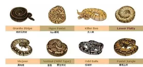 如何让观赏蛇类在人工环境下住得幸福