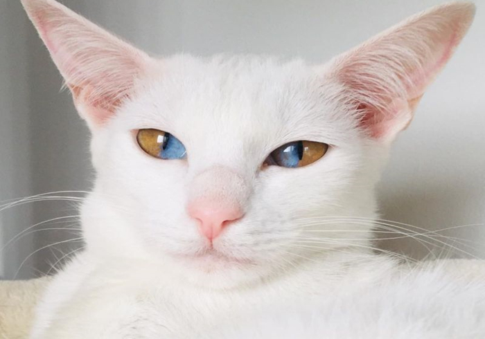 白毛蓝眼睛的猫咪是什么品种,白毛蓝眼睛的猫性格