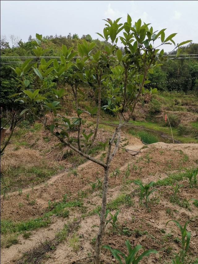 老爸栽的果木，品种很多哦！