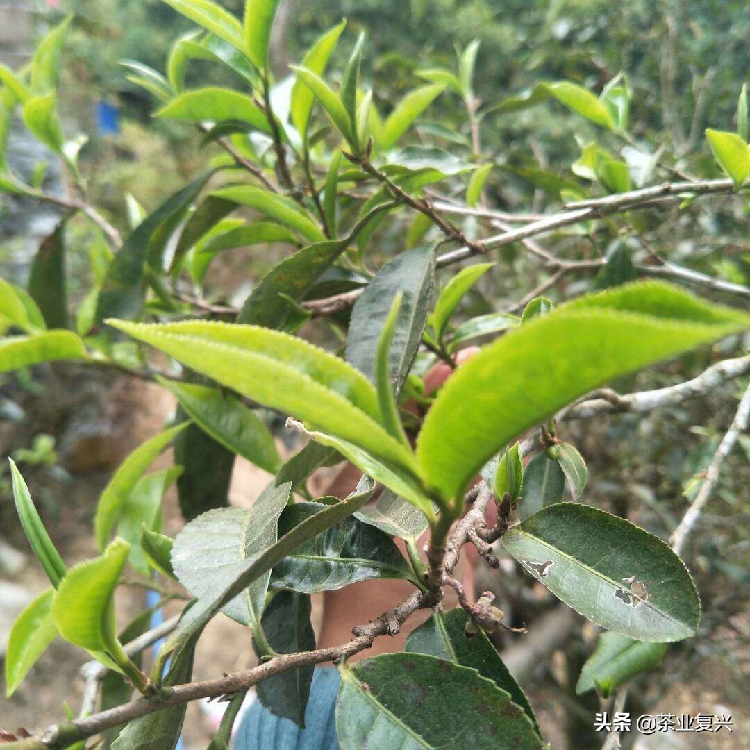 春茶好坏怎么看,春茶品鉴