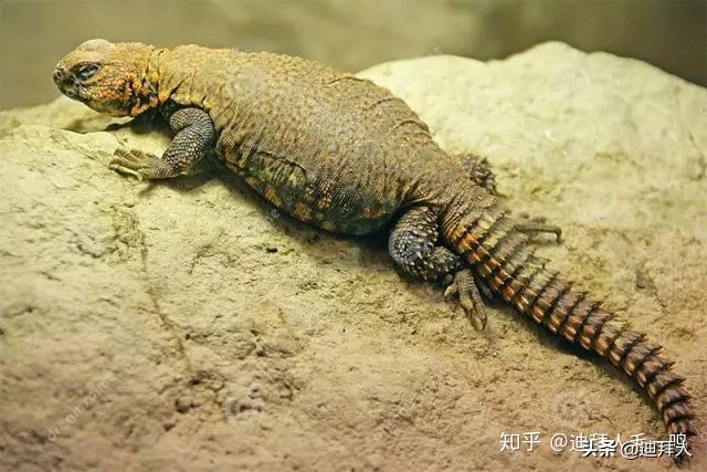 沙特的十大美食,重口不辣的美食