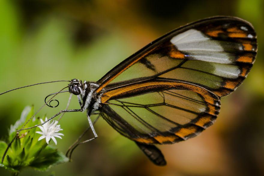 生物世界真的很奇妙,大自然中奇妙的生物
