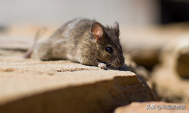家里进老鼠粘鼠板怎么铺,家里有老鼠怎么办要用粘鼠板吗