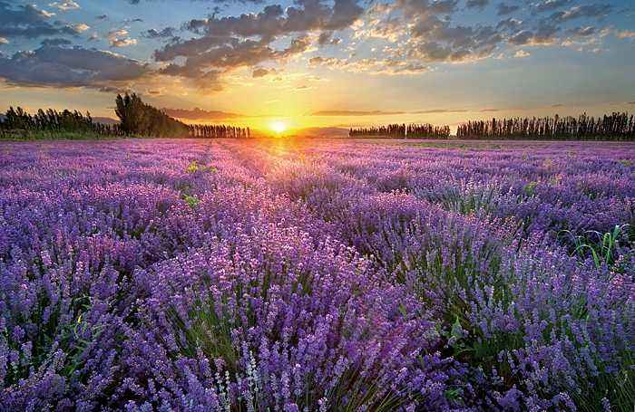 薰衣草庄园游玩,薰衣草庄园几月去最好玩呢